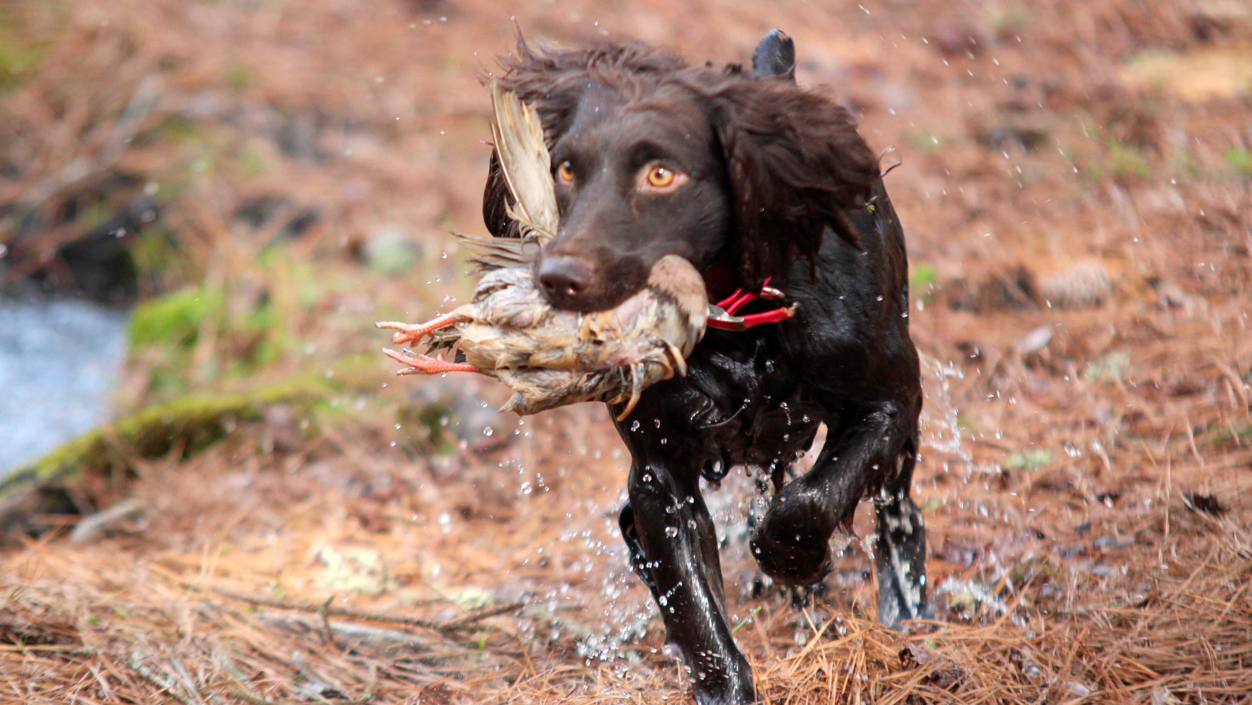 Gaddys Host Akc Spaniel Hunt Field Trial In Winnsboro The Independent Voice Of Blythewood Fairfield County