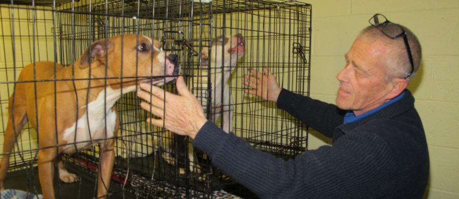 Dogs push Fairfield County shelter over capacity