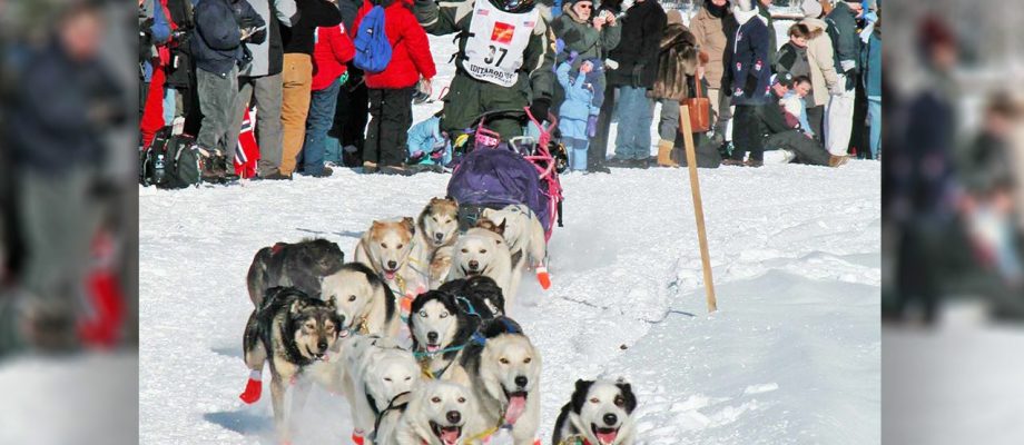 Mushing with Sophia at Fairfield County Library